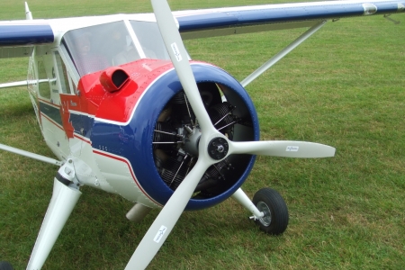 Beaver-21