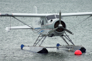 Beaver