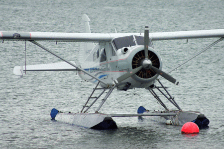 beaver-1