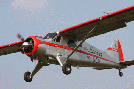 beaver-2